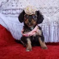 Lily, a female Cavalier King Charles Spaniel and Chihuahua for sale in Elizabethton, TN – Photo 5 of 9