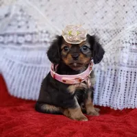 Lily, a female Cavalier King Charles Spaniel and Chihuahua for sale in Elizabethton, TN – Photo 7 of 9
