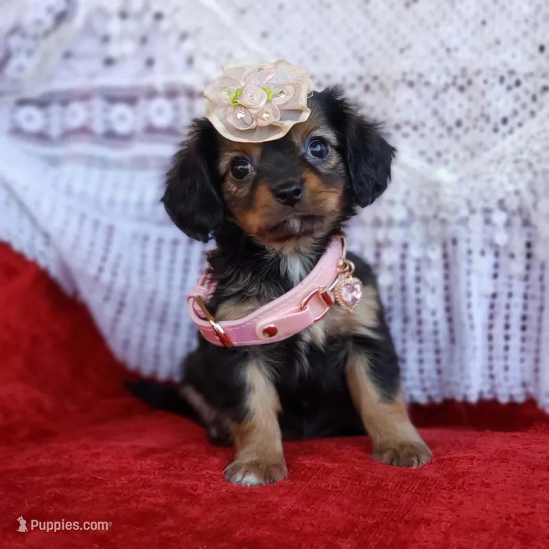 Lily – Cavalier King Charles Spaniel, Chihuahua puppy for sale in Elizabethton, TN