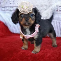 Lily, a female Cavalier King Charles Spaniel and Chihuahua for sale in Elizabethton, TN – Photo 8 of 9