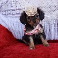 Lily, a female Cavalier King Charles Spaniel and Chihuahua for sale in Elizabethton, TN – Photo 4 of 9