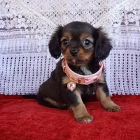 Lily, a female Cavalier King Charles Spaniel and Chihuahua for sale in Elizabethton, TN – Photo 9 of 9