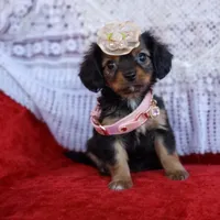 Lily, a female Cavalier King Charles Spaniel and Chihuahua for sale in Elizabethton, TN – Photo 6 of 9