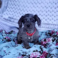 James, a male Cavapoo for sale in Elizabethton, TN – 3 of 6