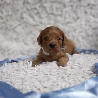 Reuben, a male Cavalier King Charles Spaniel and Poodle - Toy  for sale in Elizabethton, TN – 6 of 9