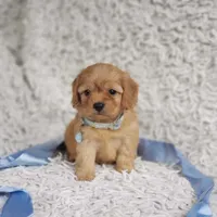 Liam, a male Cavalier King Charles Spaniel and Poodle - Toy  for sale in Elizabethton, TN – 5 of 6