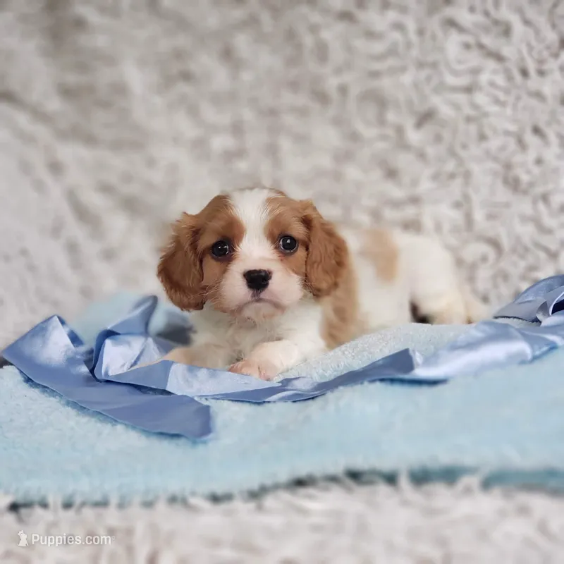 Westley – Cavalier King Charles Spaniel puppy for sale in Elizabethton, TN