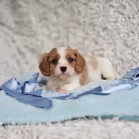 Westley, a male Cavalier King Charles Spaniel for sale in Elizabethton, TN – 1 of 10