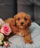 Ruby, a female Cavalier King Charles Spaniel and Poodle - Toy  for sale in Elizabethton, TN – 2 of 2