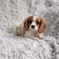 Westley, a male Cavalier King Charles Spaniel for sale in Elizabethton, TN – 1 of 4
