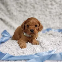 Reuben, a male Cavalier King Charles Spaniel and Poodle - Toy  for sale in Elizabethton, TN – 9 of 10