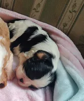 AKC Lady, a female Cavalier King Charles Spaniel for sale in Elizabethton, TN – 3 of 3