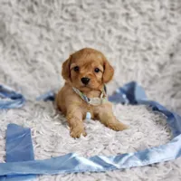 Liam, a male Cavalier King Charles Spaniel and Poodle - Toy  for sale in Elizabethton, TN – 6 of 7