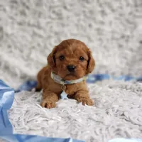 Reuben, a male Cavalier King Charles Spaniel and Poodle - Toy  for sale in Elizabethton, TN – 3 of 10
