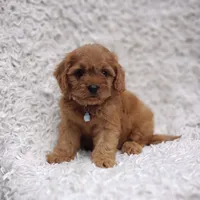 Reuben, a male Cavalier King Charles Spaniel and Poodle - Toy  for sale in Elizabethton, TN – 2 of 10