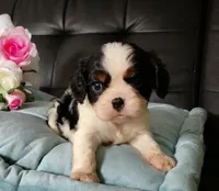 AKC Avery, a female Cavalier King Charles Spaniel for sale in Elizabethton, TN – 5 of 7