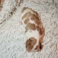 AKC Remi, a male Cavalier King Charles Spaniel for sale in Elizabethton, TN – 6 of 6