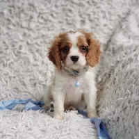 Westley, a male Cavalier King Charles Spaniel for sale in Elizabethton, TN – 6 of 8