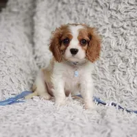 Westley, a male Cavalier King Charles Spaniel for sale in Elizabethton, TN – 8 of 8