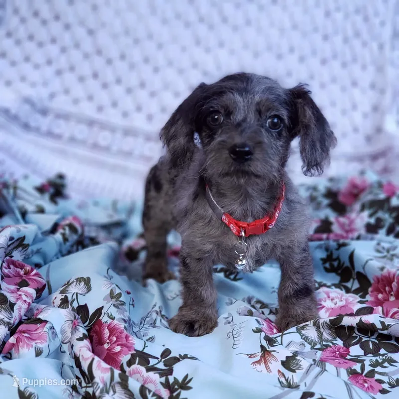 James – Cavapoo puppy for sale in Elizabethton, TN