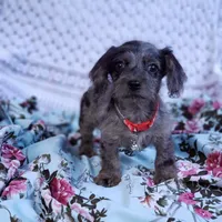 James, a male Cavapoo for sale in Elizabethton, TN – 1 of 6