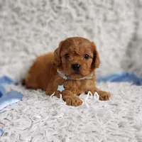 Reuben, a male Cavalier King Charles Spaniel and Poodle - Toy  for sale in Elizabethton, TN – 2 of 7