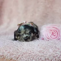 Charlotte, a female Cavalier King Charles Spaniel and Chihuahua for sale in Elizabethton, TN – 8 of 10
