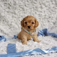 Liam, a male Cavalier King Charles Spaniel and Poodle - Toy  for sale in Elizabethton, TN – 3 of 7