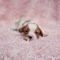 AKC Rosie, a female Cavalier King Charles Spaniel for sale in Elizabethton, TN – 3 of 5