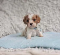 Westley, a male Cavalier King Charles Spaniel for sale in Elizabethton, TN – 7 of 7