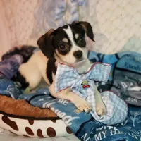 Jackson, a male Cavalier King Charles Spaniel and Chihuahua for sale in Elizabethton, TN – 2 of 3