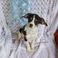 Travis, a male Cavalier King Charles Spaniel and Chihuahua for sale in Elizabethton, TN – 4 of 5