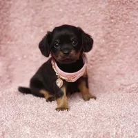Daisy, a female Cavalier King Charles Spaniel and Chihuahua for sale in Elizabethton, TN – 8 of 8
