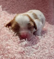 AKC Rosie, a female Cavalier King Charles Spaniel for sale in Elizabethton, TN – 2 of 2