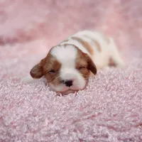 AKC Rosie, a female Cavalier King Charles Spaniel for sale in Elizabethton, TN – 5 of 5