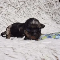 Tiny George, a male Cavalier King Charles Spaniel and Chihuahua for sale in Elizabethton, TN – 8 of 9