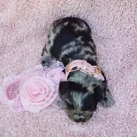 Charlotte, a female Cavalier King Charles Spaniel and Chihuahua for sale in Elizabethton, TN – 5 of 10