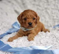 Reuben, a male Cavalier King Charles Spaniel and Poodle - Toy  for sale in Elizabethton, TN – 10 of 10