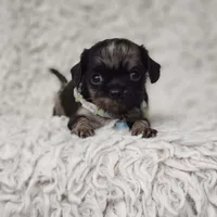 Noah, a male Cavalier King Charles Spaniel and Chihuahua for sale in Elizabethton, TN – 4 of 10