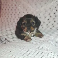 Lily, a female Cavalier King Charles Spaniel and Chihuahua for sale in Elizabethton, TN – Photo 8 of 10