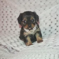 Lily, a female Cavalier King Charles Spaniel and Chihuahua for sale in Elizabethton, TN – Photo 10 of 10
