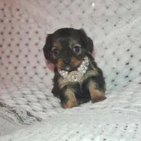 Lily, a female Cavalier King Charles Spaniel and Chihuahua for sale in Elizabethton, TN – Photo 5 of 10