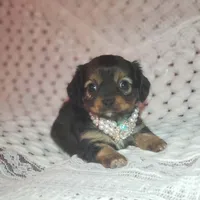 Lily, a female Cavalier King Charles Spaniel and Chihuahua for sale in Elizabethton, TN – Photo 9 of 10