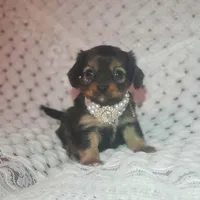 Lily, a female Cavalier King Charles Spaniel and Chihuahua for sale in Elizabethton, TN – Photo 4 of 10