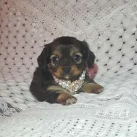 Lily, a female Cavalier King Charles Spaniel and Chihuahua for sale in Elizabethton, TN – Photo 6 of 10