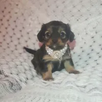 Lily, a female Cavalier King Charles Spaniel and Chihuahua for sale in Elizabethton, TN – Photo 3 of 10