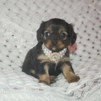 Lily, a female Cavalier King Charles Spaniel and Chihuahua for sale in Elizabethton, TN – Photo 7 of 10