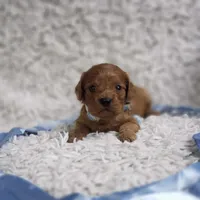 Reuben, a male Cavalier King Charles Spaniel and Poodle - Toy  for sale in Elizabethton, TN – 4 of 9