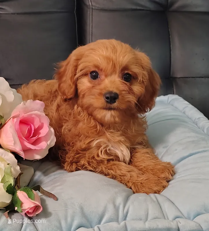 Ruby – Cavalier King Charles Spaniel, Poodle - Toy  puppy for sale in Elizabethton, TN