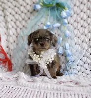 Toby, a male Cavapoo for sale in Elizabethton, TN – 4 of 5